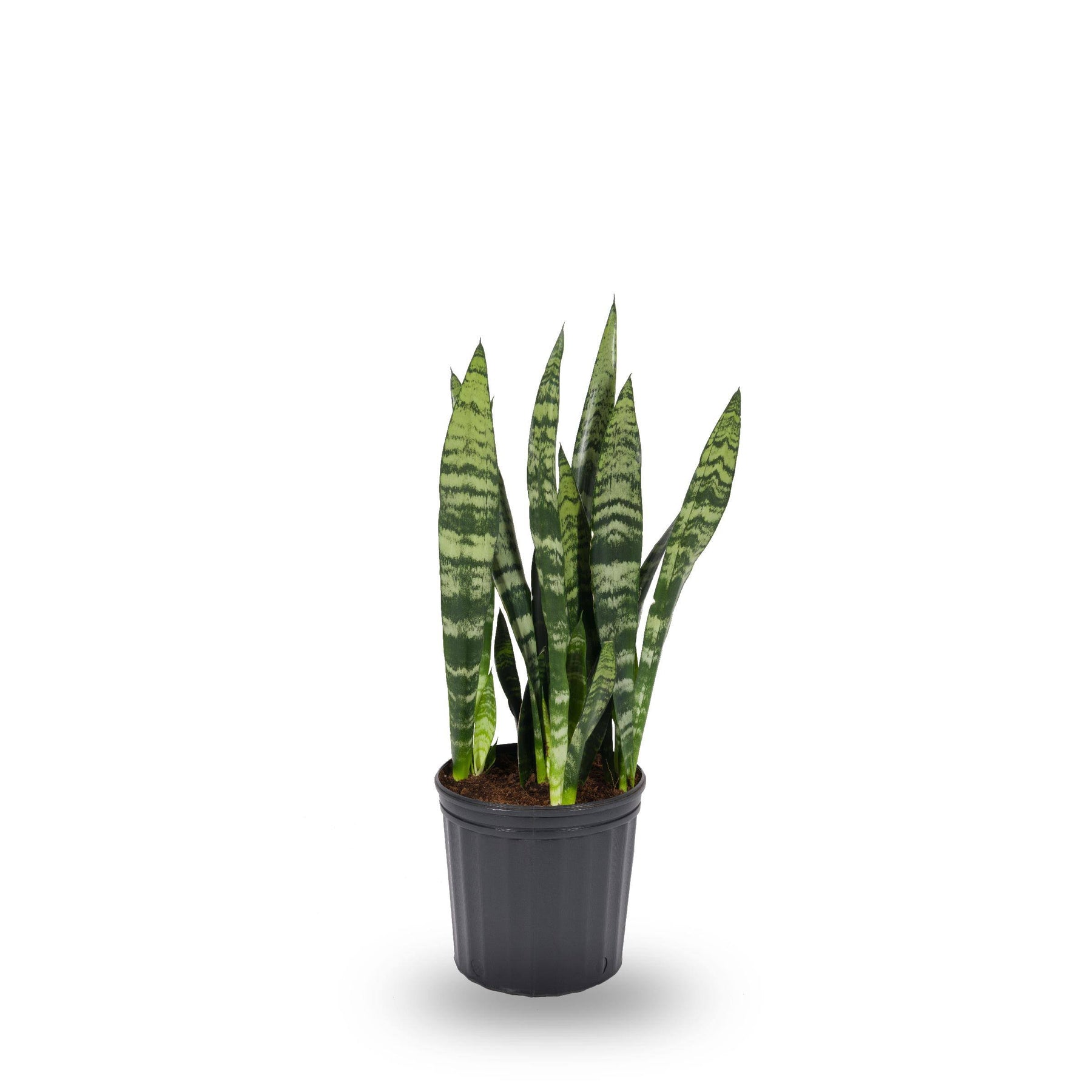 Plants of Steel Sansevieria House Plant in 1.72-Gallon (S) Pot - Nursery - Product image 1
