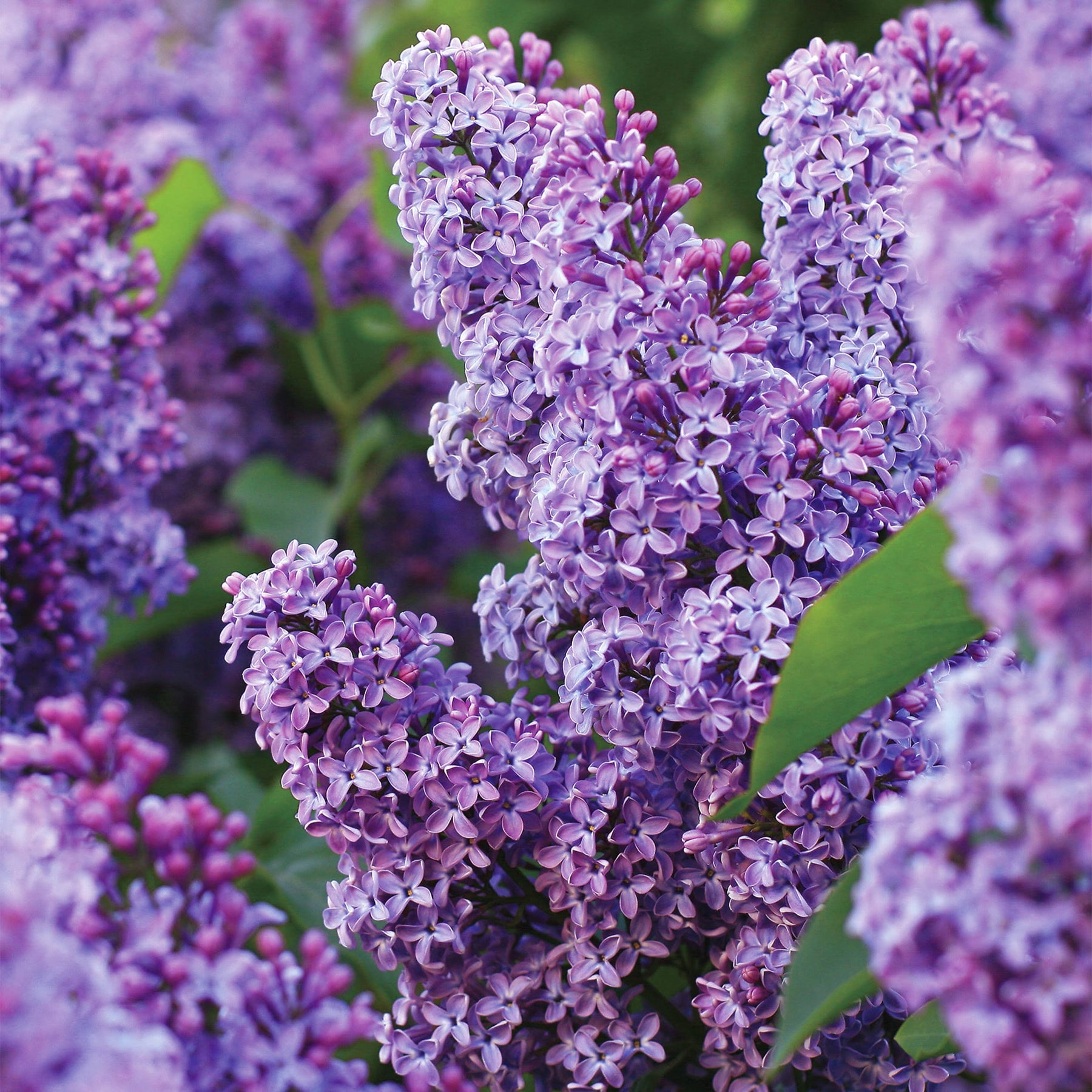Garden State Bulb Common Purple Lilac Shrub, Live Bare Root (Bag of 2) - Product image 1